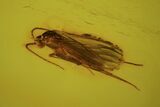 Detailed Fossil Flies, Springtail And Caddisfly In Baltic Amber #84648-2